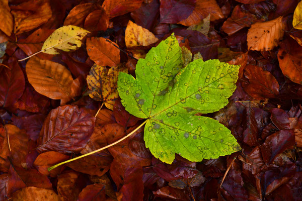 Herbstlaub III