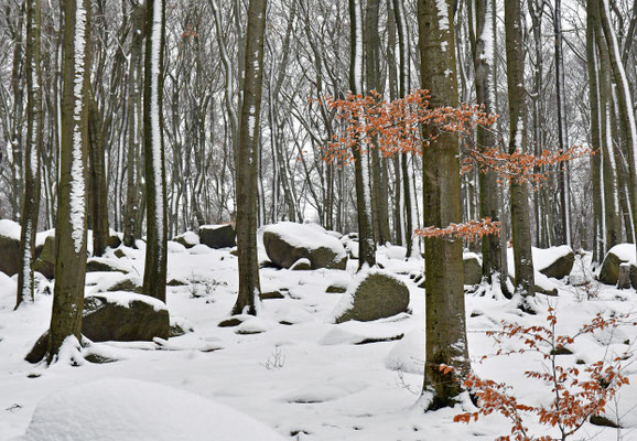 Im Winterwald