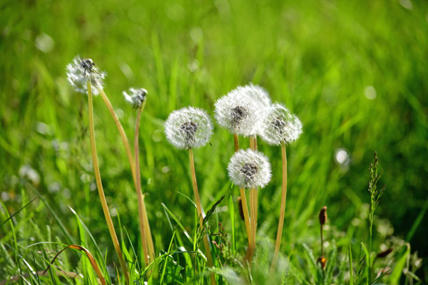 Noch mehr Pusteblumen