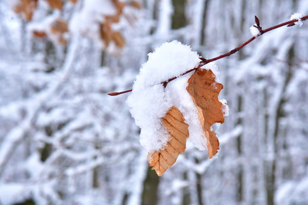 Schneeblätter II