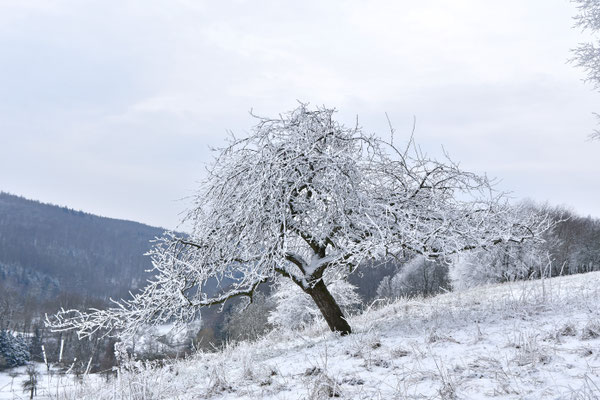 Alter Apfelbaum im Schnee