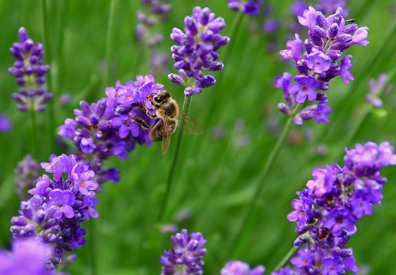 Lavendelbienchen