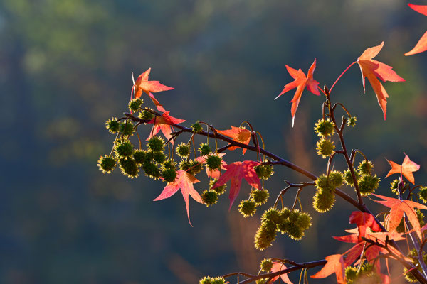 Herbstleuchten II