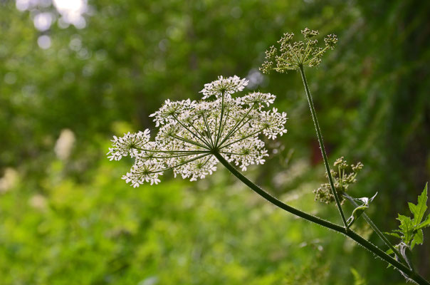 Sommerblüte I