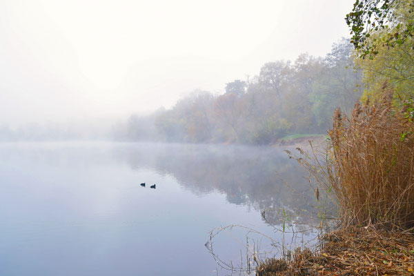 Morgennebel am See I