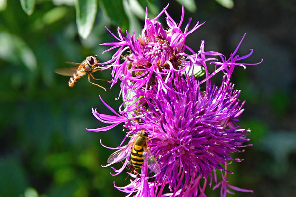 Schwebfliegen