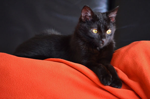 Junger Kater