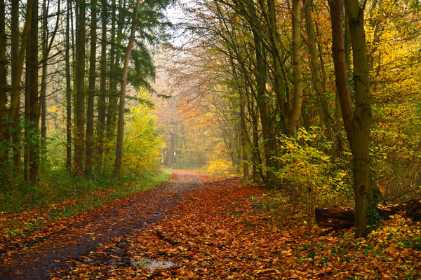 Herbstweg II