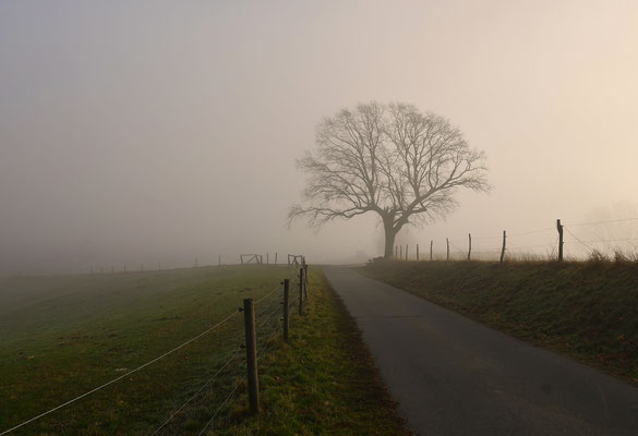 Winternebel