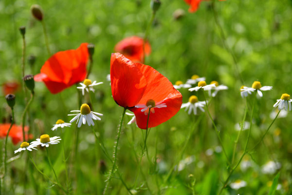 In der Mohnwiese I