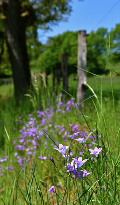 Glockenblümchen I