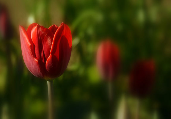 Tulipa