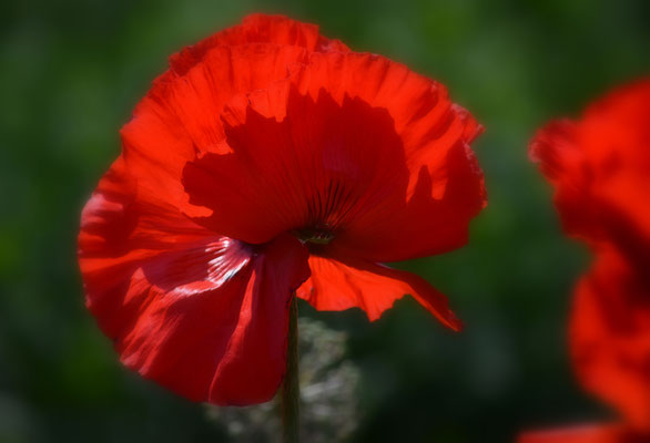 Mohn III