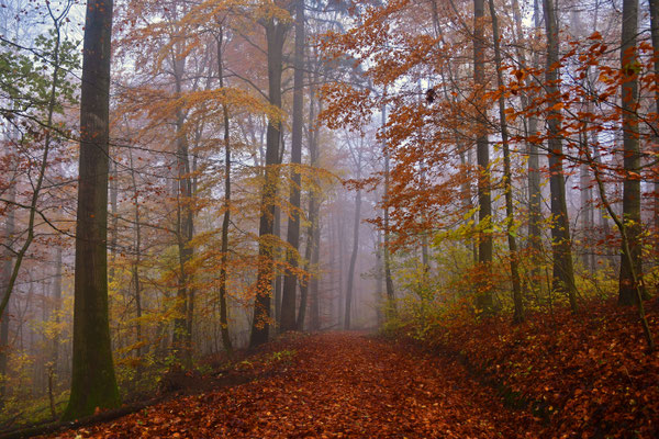 Herbstträume