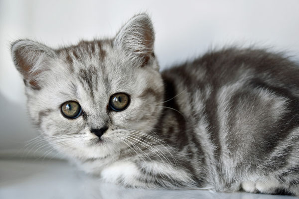 Katzenbaby