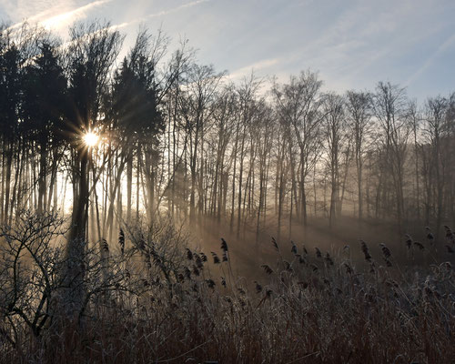 Frostiger Morgen I