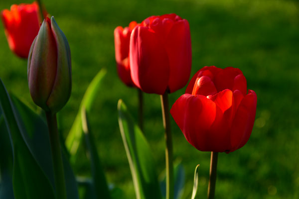 Rote Tulpen II