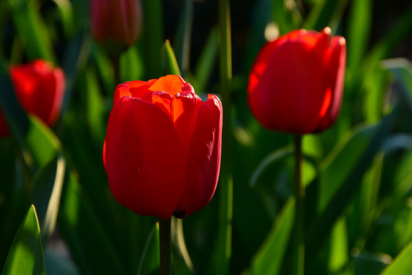 Rote Tulpen I