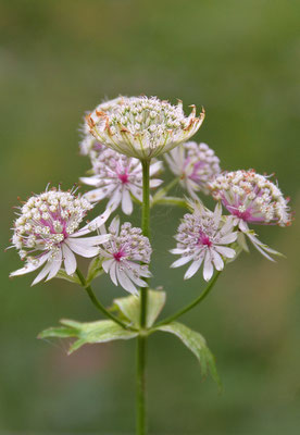 Sommerblüte III