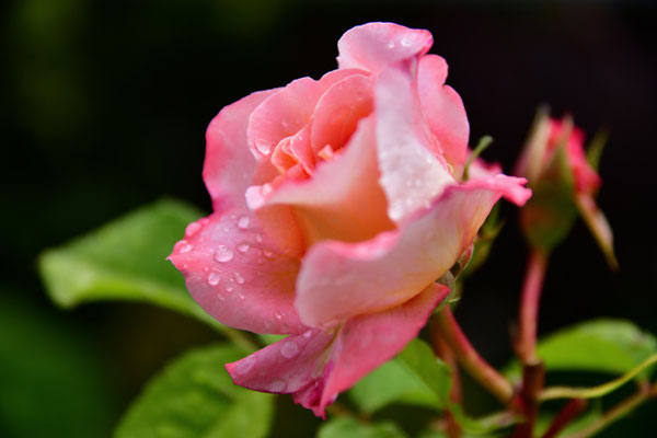 Rose im Sommerregen II