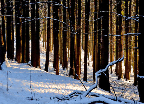 Wintersonnenlicht