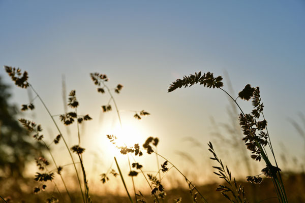 Sommerwiese