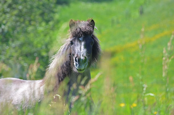 Isländer Pferd