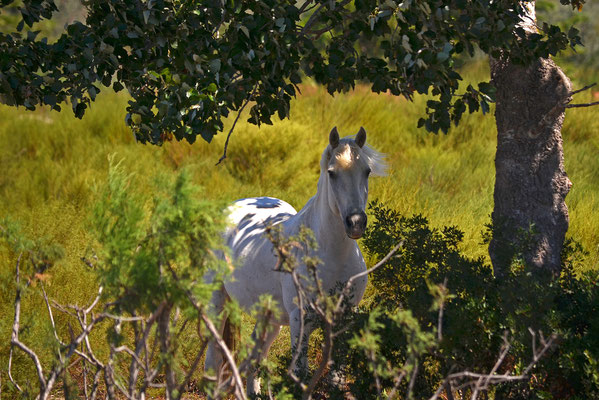 Camarguepferd I