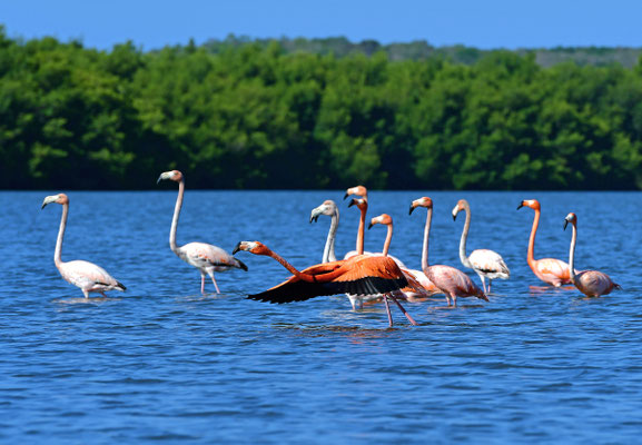 Flamingos I