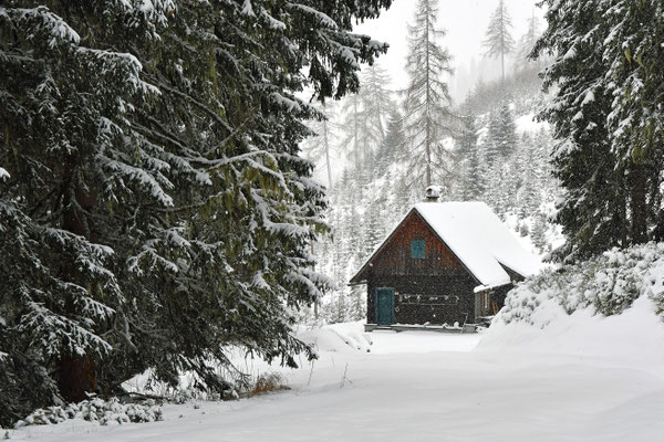 Tief im Wald