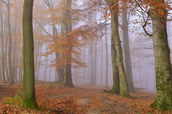 Herbstwald I