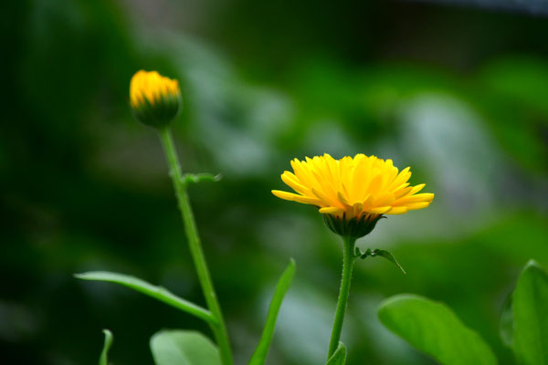 Ringelblume