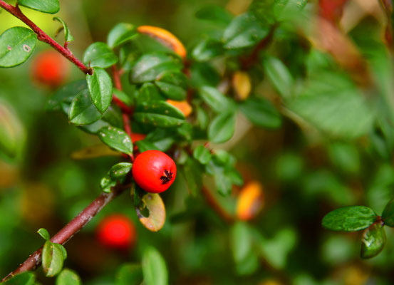 Rote Beeren