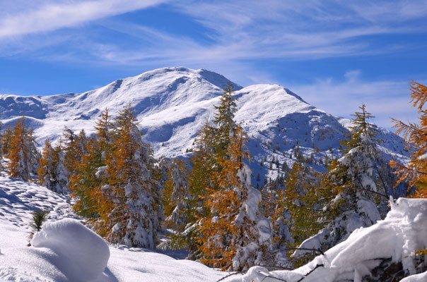 Lärchen im Schnee