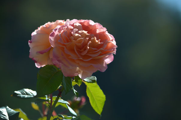 Lichtundschattenrose