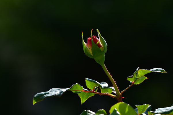 Rosenknospe