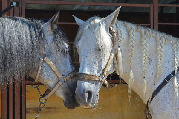 Pferde in der Camargue