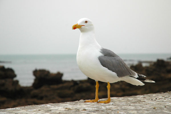 Möwe I