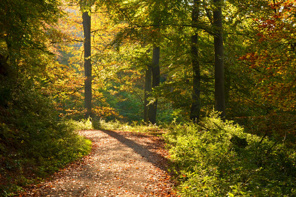 Herbstspaziergang III