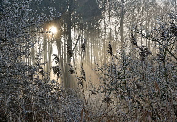 Frostiger Morgen II