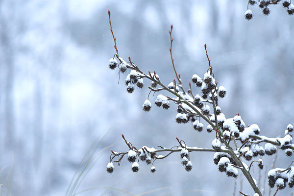 Schneebedeckt III