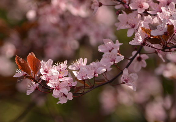 Rosa Blütentraum I