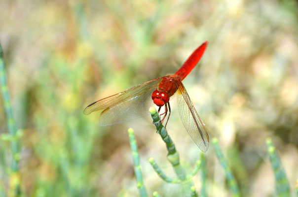 Feuerlibelle