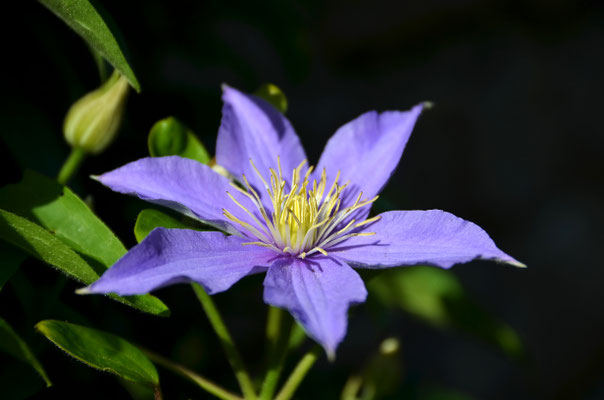 Clematis III