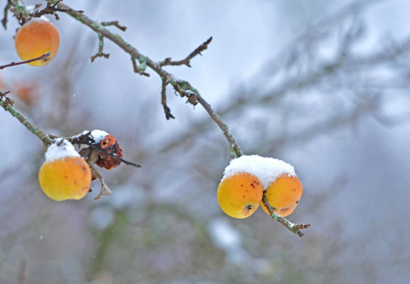 Winteräpfelchen