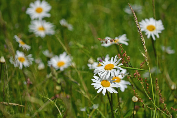 Margeritenwiese