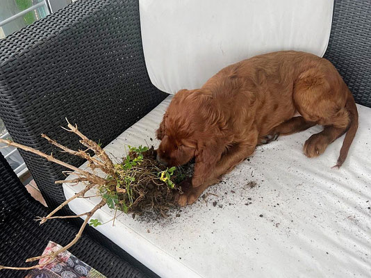 Fire genießt die Früchte  seiner "Gartenarbeit" :)