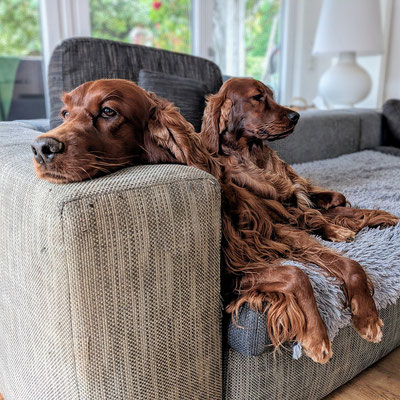 Ballydoyle (links) mit Tessa... natürlich... eigentlich sind die beiden ein zweiköpfiger Hund :-))