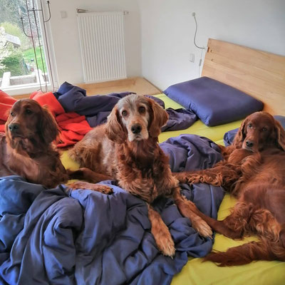 Drei Setter im Bett - (von links) Anice, Favour, Naya