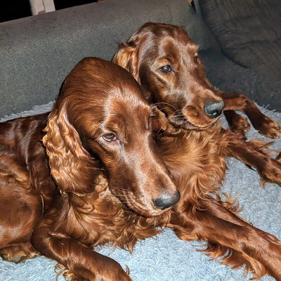 links Bruder Cody